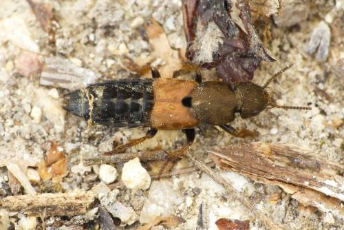 Réf. 227 427 : Platydracus sp.